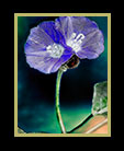 two purple flowers hugging thumbnail